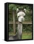 USA, Washington State, Duvall, baby alpaca at farm.-Merrill Images-Framed Stretched Canvas