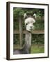 USA, Washington State, Duvall, baby alpaca at farm.-Merrill Images-Framed Photographic Print