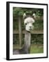 USA, Washington State, Duvall, baby alpaca at farm.-Merrill Images-Framed Photographic Print