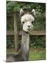 USA, Washington State, Duvall, baby alpaca at farm.-Merrill Images-Mounted Photographic Print