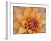 Usa, Washington State, Duvall. Orange Garden dahlia close-up-Merrill Images-Framed Photographic Print