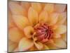 Usa, Washington State, Duvall. Orange Garden dahlia close-up-Merrill Images-Mounted Photographic Print