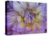 Usa, Washington State, Duvall. Purple Garden dahlia close-up-Merrill Images-Stretched Canvas