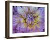 Usa, Washington State, Duvall. Purple Garden dahlia close-up-Merrill Images-Framed Photographic Print