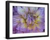 Usa, Washington State, Duvall. Purple Garden dahlia close-up-Merrill Images-Framed Photographic Print