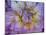Usa, Washington State, Duvall. Purple Garden dahlia close-up-Merrill Images-Mounted Photographic Print