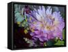 Usa, Washington State, Duvall. Purple Garden dahlia close-up-Merrill Images-Framed Stretched Canvas