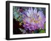 Usa, Washington State, Duvall. Purple Garden dahlia close-up-Merrill Images-Framed Photographic Print