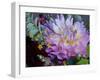 Usa, Washington State, Duvall. Purple Garden dahlia close-up-Merrill Images-Framed Photographic Print