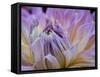 Usa, Washington State, Duvall. Purple Garden dahlia close-up-Merrill Images-Framed Stretched Canvas