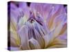 Usa, Washington State, Duvall. Purple Garden dahlia close-up-Merrill Images-Stretched Canvas