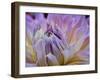 Usa, Washington State, Duvall. Purple Garden dahlia close-up-Merrill Images-Framed Photographic Print