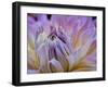 Usa, Washington State, Duvall. Purple Garden dahlia close-up-Merrill Images-Framed Photographic Print