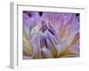 Usa, Washington State, Duvall. Purple Garden dahlia close-up-Merrill Images-Framed Photographic Print