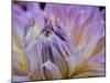 Usa, Washington State, Duvall. Purple Garden dahlia close-up-Merrill Images-Mounted Photographic Print