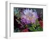 Usa, Washington State, Duvall. Purple Garden dahlia in bouquet of cut flowers-Merrill Images-Framed Photographic Print