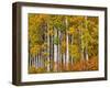 USA, Washington State, Eastern Washington, Cle Elum, Kittitas County. Aspen trees in the fall.-Julie Eggers-Framed Photographic Print