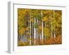 USA, Washington State, Eastern Washington, Cle Elum, Kittitas County. Aspen trees in the fall.-Julie Eggers-Framed Photographic Print