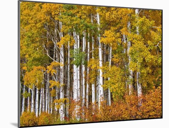 USA, Washington State, Eastern Washington, Cle Elum, Kittitas County. Aspen trees in the fall.-Julie Eggers-Mounted Photographic Print