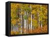 USA, Washington State, Eastern Washington, Cle Elum, Kittitas County. Aspen trees in the fall.-Julie Eggers-Framed Stretched Canvas