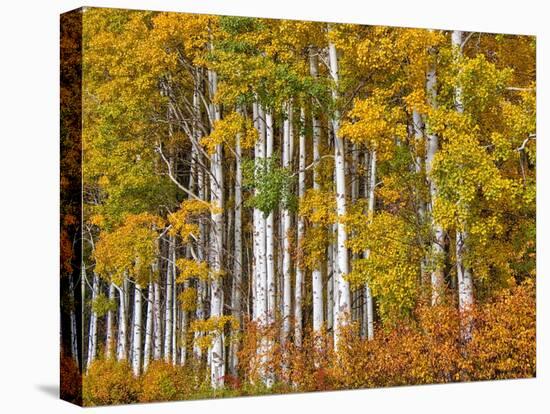 USA, Washington State, Eastern Washington, Cle Elum, Kittitas County. Aspen trees in the fall.-Julie Eggers-Stretched Canvas