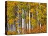USA, Washington State, Eastern Washington, Cle Elum, Kittitas County. Aspen trees in the fall.-Julie Eggers-Stretched Canvas