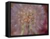 USA, Washington State, Eastern Washington fluffy seed head of Salsify dandelion-Sylvia Gulin-Framed Stretched Canvas