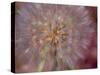 USA, Washington State, Eastern Washington fluffy seed head of Salsify dandelion-Sylvia Gulin-Stretched Canvas