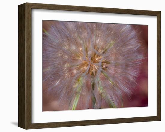 USA, Washington State, Eastern Washington fluffy seed head of Salsify dandelion-Sylvia Gulin-Framed Photographic Print