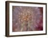 USA, Washington State, Eastern Washington fluffy seed head of Salsify dandelion-Sylvia Gulin-Framed Photographic Print