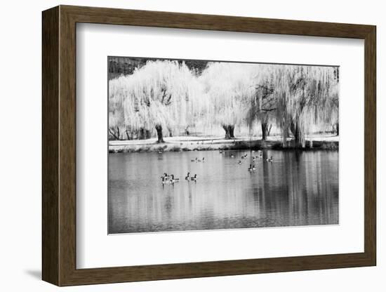 USA, Washington State, Eastern Washington. Weeping willow tree reflecting in pond-Terry Eggers-Framed Photographic Print