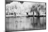 USA, Washington State, Eastern Washington. Weeping willow tree reflecting in pond-Terry Eggers-Mounted Photographic Print