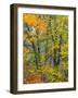 USA, Washington State, Easton and fall colors on Big Leaf Maple and Vine Maple-Sylvia Gulin-Framed Photographic Print