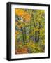 USA, Washington State, Easton and fall colors on Big Leaf Maple and Vine Maple-Sylvia Gulin-Framed Photographic Print