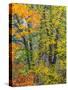 USA, Washington State, Easton and fall colors on Big Leaf Maple and Vine Maple-Sylvia Gulin-Stretched Canvas