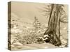 USA, Washington State. Enchantment lakes, larch trunk and fir tree.-Jamie & Judy Wild-Stretched Canvas