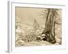 USA, Washington State. Enchantment lakes, larch trunk and fir tree.-Jamie & Judy Wild-Framed Photographic Print