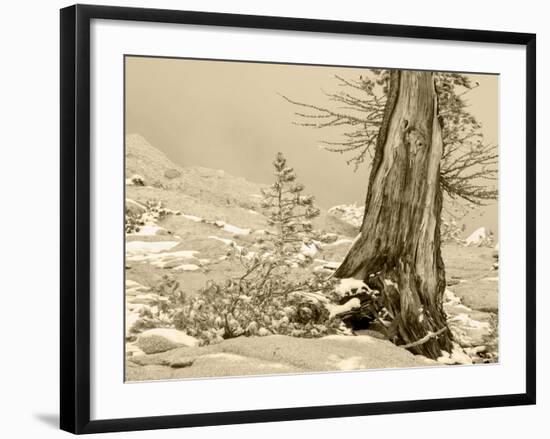 USA, Washington State. Enchantment lakes, larch trunk and fir tree.-Jamie & Judy Wild-Framed Photographic Print