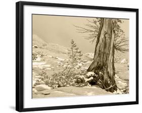 USA, Washington State. Enchantment lakes, larch trunk and fir tree.-Jamie & Judy Wild-Framed Photographic Print