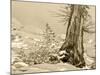 USA, Washington State. Enchantment lakes, larch trunk and fir tree.-Jamie & Judy Wild-Mounted Photographic Print