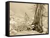 USA, Washington State. Enchantment lakes, larch trunk and fir tree.-Jamie & Judy Wild-Framed Stretched Canvas