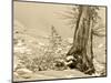 USA, Washington State. Enchantment lakes, larch trunk and fir tree.-Jamie & Judy Wild-Mounted Photographic Print