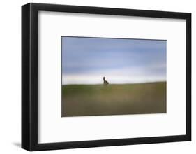 USA, Washington State. European rabbit pokes head out of den.-Yuri Choufour-Framed Photographic Print