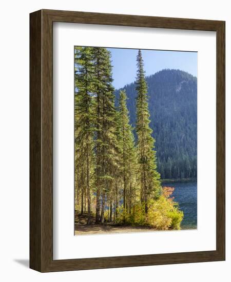 USA, Washington State. Evergreens standing tall with Cooper Lake and Autumn color.-Terry Eggers-Framed Photographic Print