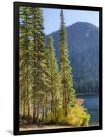 USA, Washington State. Evergreens standing tall with Cooper Lake and Autumn color.-Terry Eggers-Framed Photographic Print