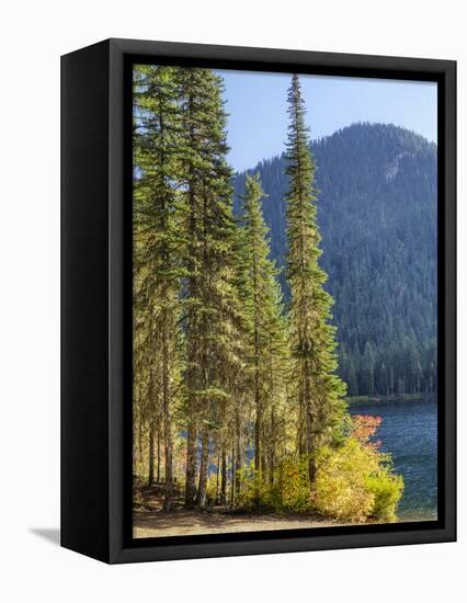 USA, Washington State. Evergreens standing tall with Cooper Lake and Autumn color.-Terry Eggers-Framed Stretched Canvas