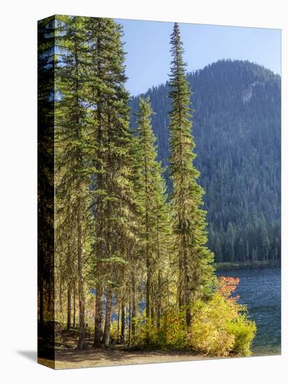 USA, Washington State. Evergreens standing tall with Cooper Lake and Autumn color.-Terry Eggers-Stretched Canvas