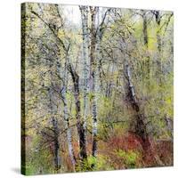 USA, Washington State, Fall City Cottonwoods budding out in the spring along the Snoqualmie River-Sylvia Gulin-Stretched Canvas