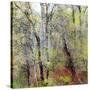 USA, Washington State, Fall City Cottonwoods budding out in the spring along the Snoqualmie River-Sylvia Gulin-Stretched Canvas