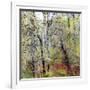 USA, Washington State, Fall City Cottonwoods budding out in the spring along the Snoqualmie River-Sylvia Gulin-Framed Photographic Print